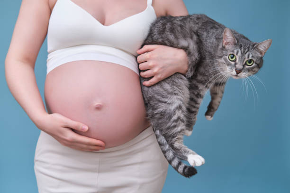 Do Baby in Your Tummy Get Allergy Around Cats?
