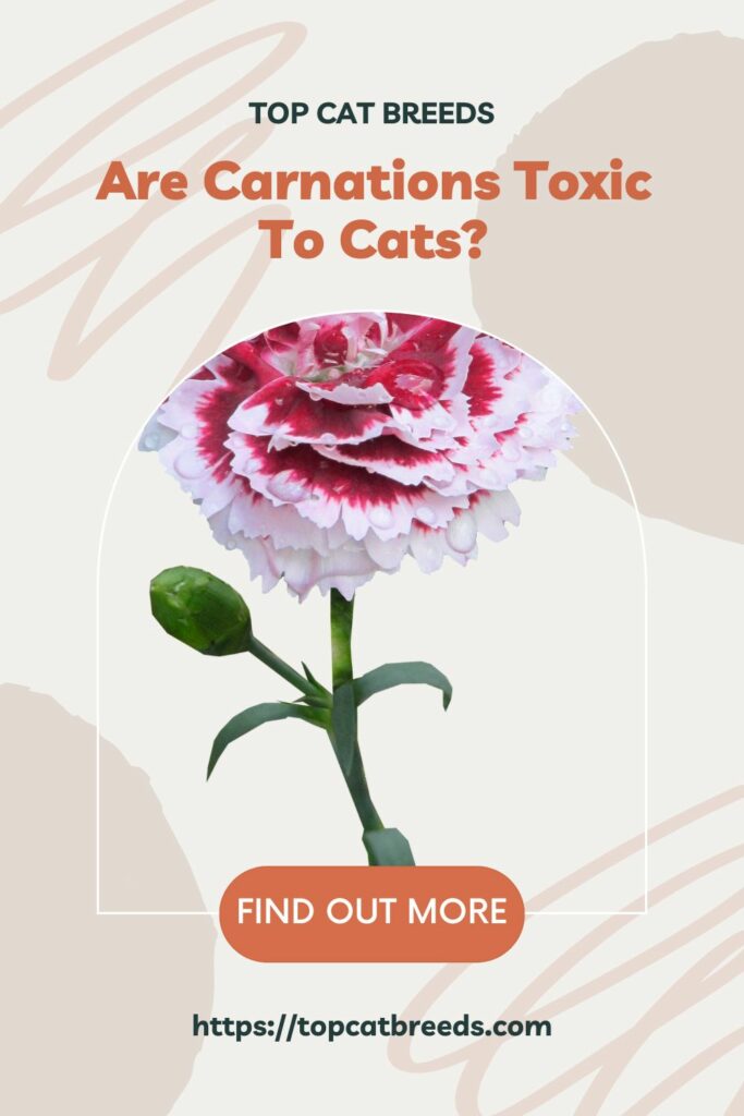 Dangers Of Carnations To Cats