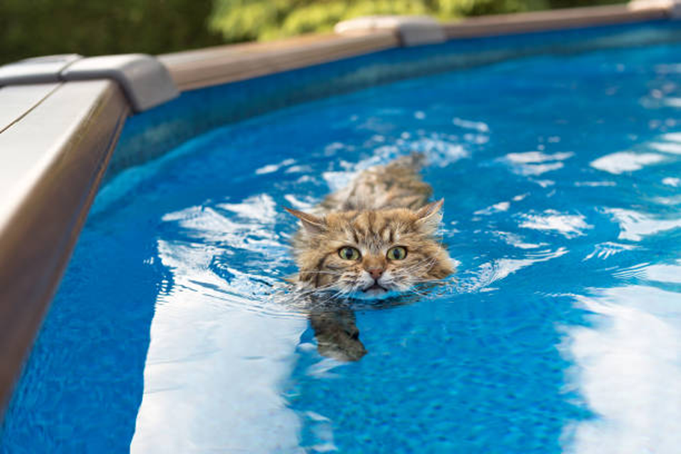 Why Do Ragdoll Cats Like Water?