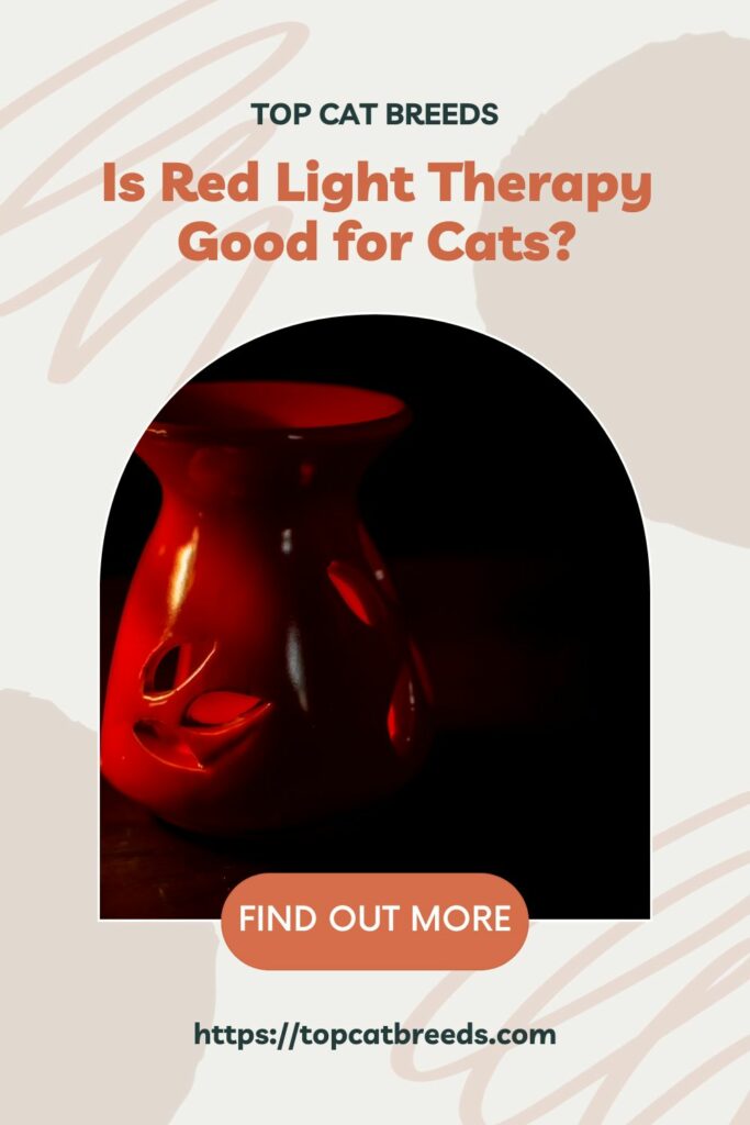 Is Red Light Therapy Safe for Cats