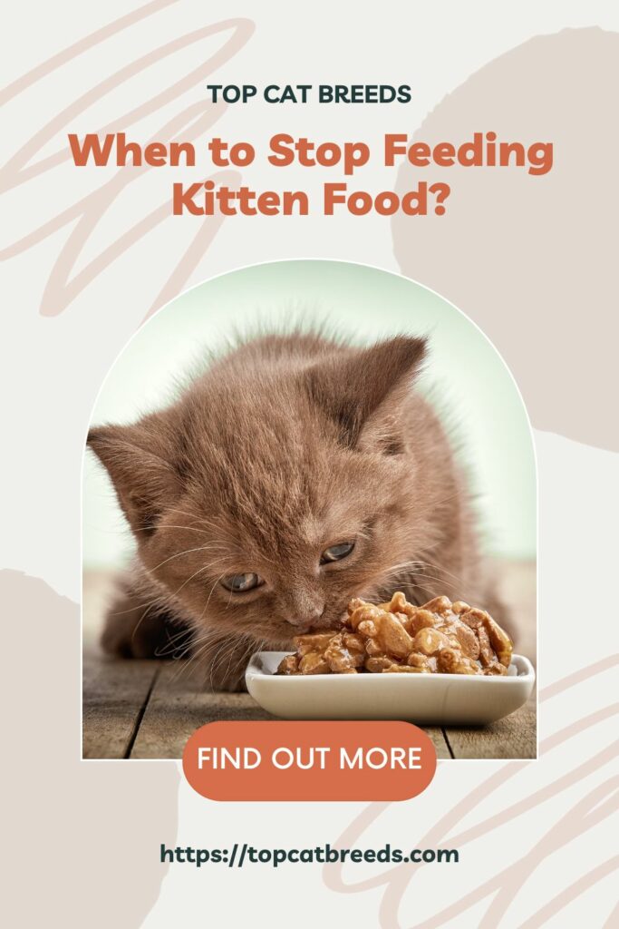Stop Feeding Kitten Food