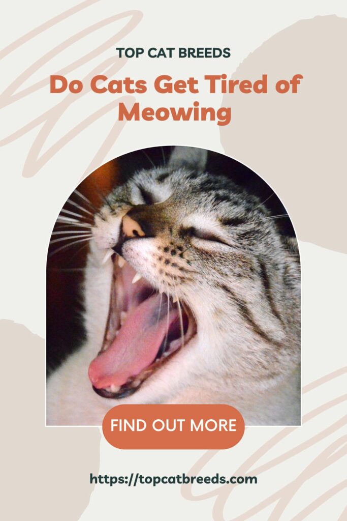The Nature of Meowing